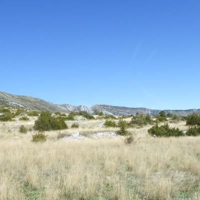 Au Plateau de Suech - Haut Verdon) (31)