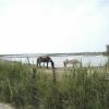 En camargue 11