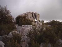 Massif de siou blanc 9