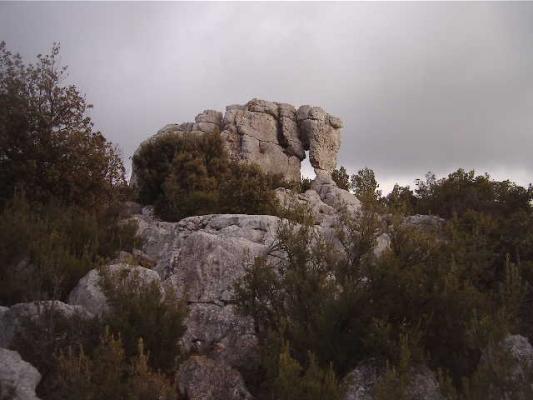 Massif de siou blanc 9